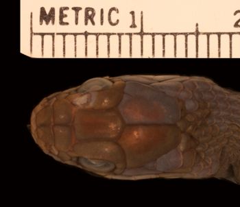 Media type: image;   Herpetology R-142422
